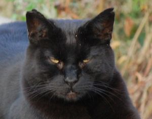 feral cat Union Wharf